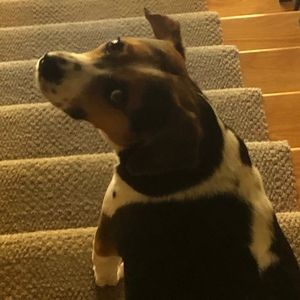 Meet your Posher, Bella